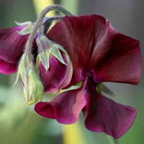 Lathyrus, rteblomst <br>'Royal Maroon' <br><i>Lathyrus odoratus</i>