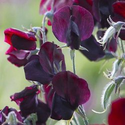 Lathyrus, rteblomst <br>'Royal Maroon' <br><i>Lathyrus odoratus</i>