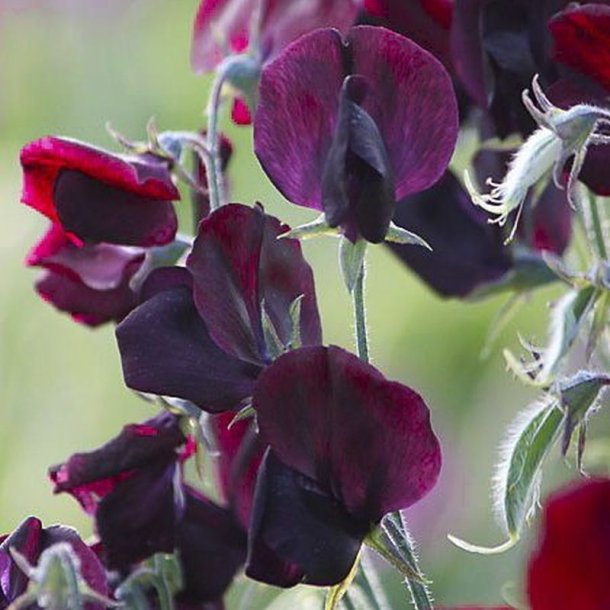 Lathyrus, rteblomst <br>'Royal Maroon' <br><i>Lathyrus odoratus</i>