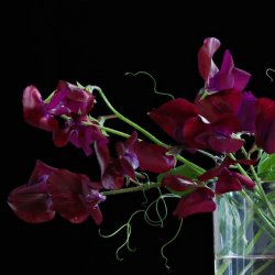 Lathyrus, rteblomst <br>'Royal Maroon' <br><i>Lathyrus odoratus</i>