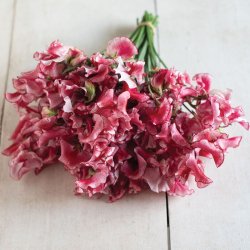 Lathyrus, �rteblomst <br>'Spencer Mars' <br><i>Lathyrus odoratus</i>