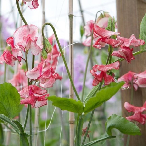 Lathyrus, �rteblomst <br>'Spencer Mars' <br><i>Lathyrus odoratus</i>