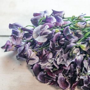 Lathyrus, �rteblomst <br>'Spencer Nimbus' <br><i>Lathyrus odoratus</i>