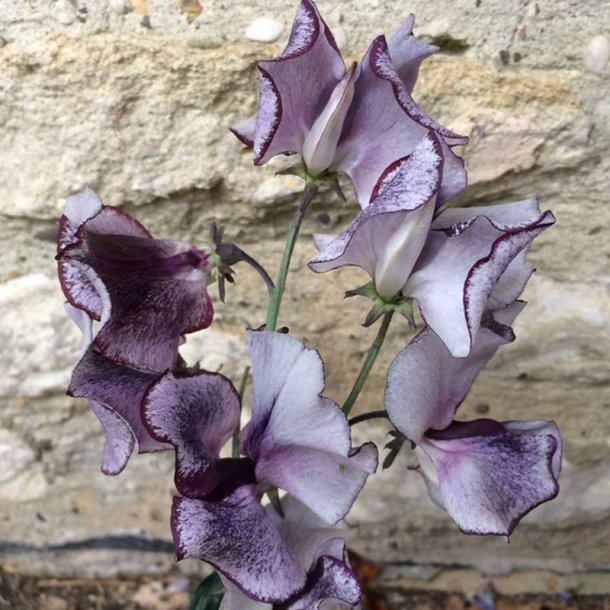 Lathyrus, �rteblomst <br>'Spencer Nimbus' <br><i>Lathyrus odoratus</i>