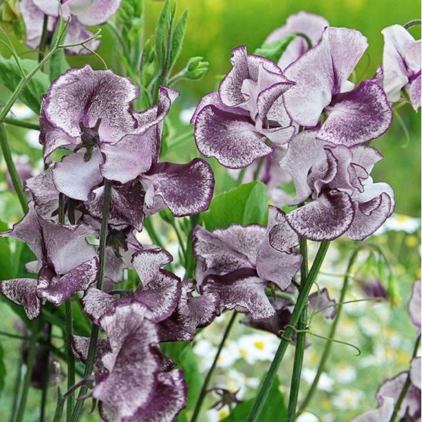Lathyrus, �rteblomst <br>'Spencer Nimbus' <br><i>Lathyrus odoratus</i>
