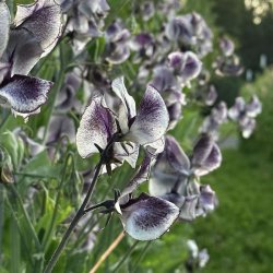 Lathyrus, �rteblomst <br>'Spencer Nimbus' <br><i>Lathyrus odoratus</i>