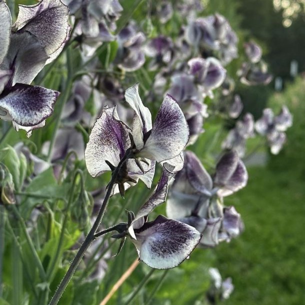 Lathyrus, �rteblomst <br>'Spencer Nimbus' <br><i>Lathyrus odoratus</i>