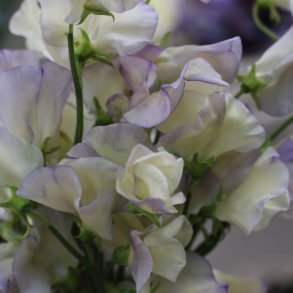 Lathyrus, �rteblomst <br>'Spencer Old Times' <br><i>Lathyrus odoratus</i>