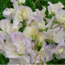 Lathyrus, �rteblomst <br>'Spencer Old Times' <br><i>Lathyrus odoratus</i>