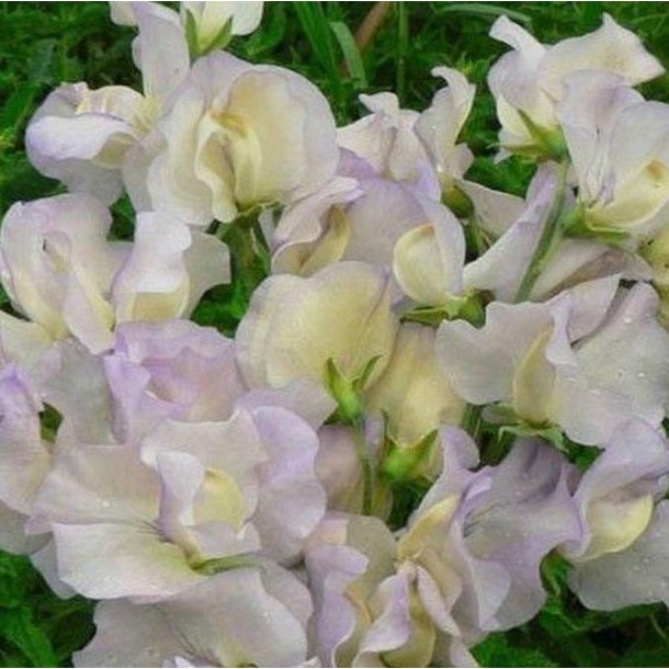 Lathyrus, �rteblomst <br>'Spencer Old Times' <br><i>Lathyrus odoratus</i>