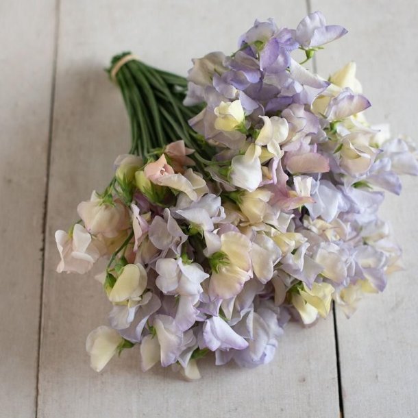 Lathyrus, �rteblomst <br>'Spencer Old Times' <br><i>Lathyrus odoratus</i>