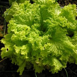 Salat <br>'Grand Rapids' <br><i>Lactuca sativa L.</i>