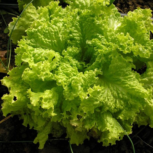 Salat <br>'Grand Rapids' <br><i>Lactuca sativa L.</i>