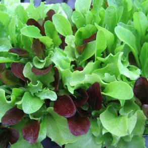 Babyleaves - <br>mikrogrnt<br>'Lettuce Mesclun Mix'