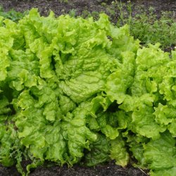 Salat <br>'Grand Rapids' <br><i>Lactuca sativa L.</i>