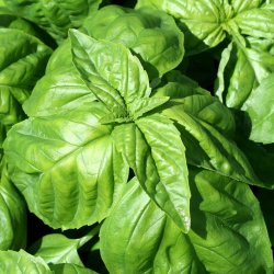 Basilikum, <br>salatbladet <br><i>Ocimum basilicum</i>