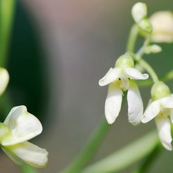 Limabnne, Butterbean<br>'King of Garden' <br><i>Phaseolus lunatus</i>