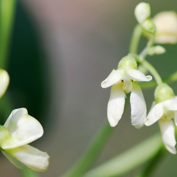Limabnne, Butterbean<br>'King of Garden' <br><i>Phaseolus lunatus</i>