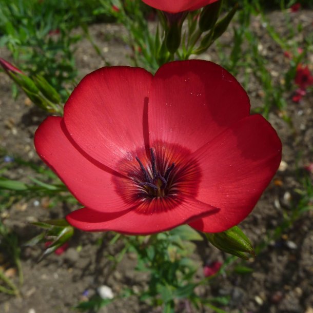 Hr, Rd <br><i>Linum grandiflorum rubrum</i>