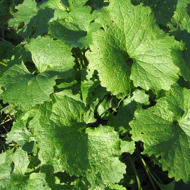 Lgkarse <br><i>Alliaria petiolata</i><br><br>