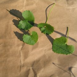 Lgkarse <br><i>Alliaria petiolata</i><br><br>