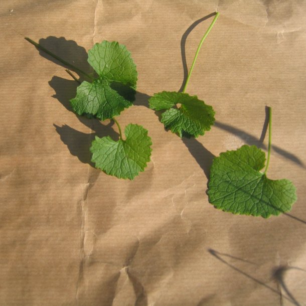 Lgkarse <br><i>Alliaria petiolata</i><br><br>