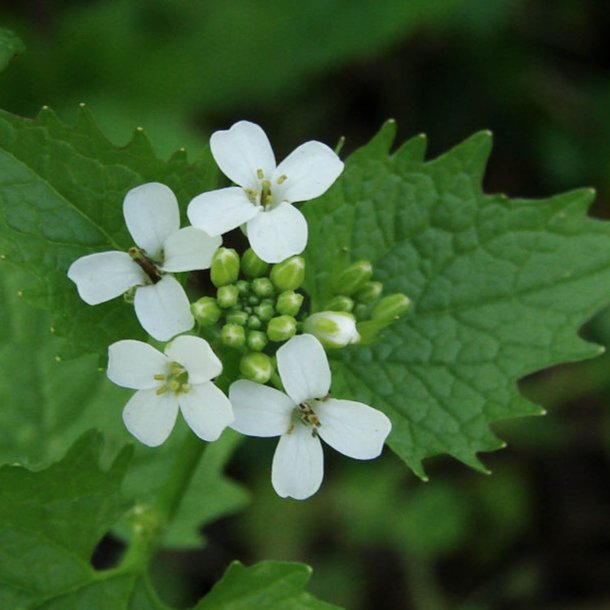 Lgkarse <br><i>Alliaria petiolata</i><br><br>