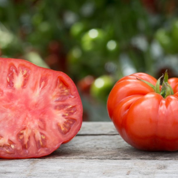 Tomat <br>'Beefsteak' <br><i>Lycopersicon esculentum</i>