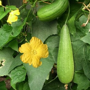 Luffa, loofah <br><i>Luffa aegyptiaca/ Luffa cylindrica</i>