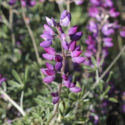 Lupin, <br>Tr�- <br><i>Lupinus arboreus</i>