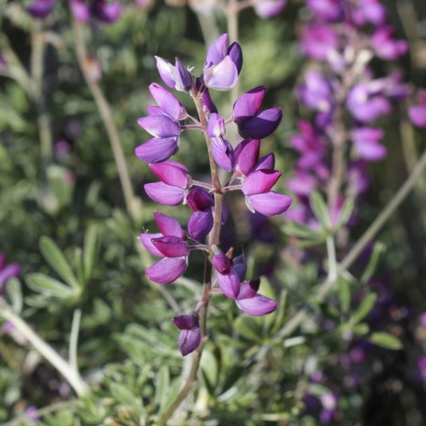 Lupin, <br>Tr�- <br><i>Lupinus arboreus</i>