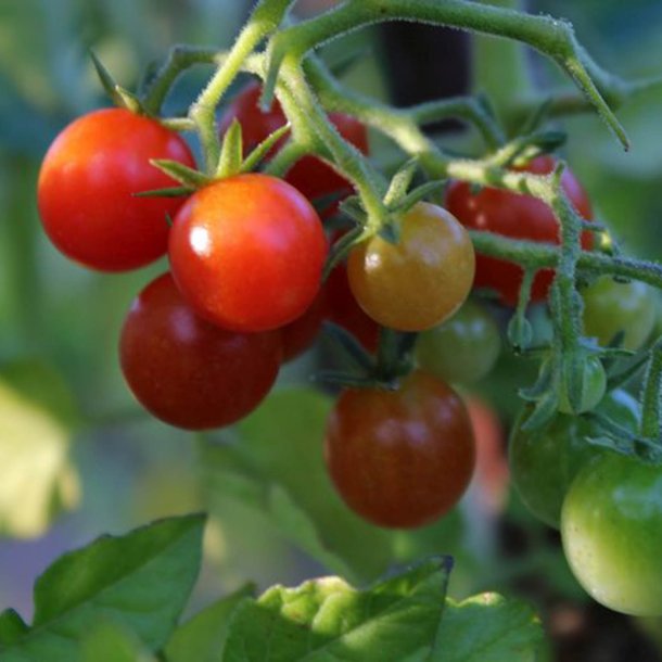 Tomat, Ribs-, <br>Vild tomat <br><i>Lycopersicon pimpinellifolium</i>