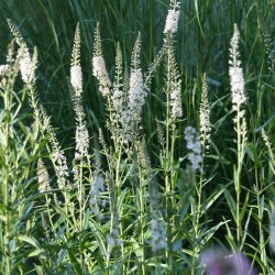 Fredls, Slv-, <br>Pilebladet <br><i>Lysimachia ephemerum</i>