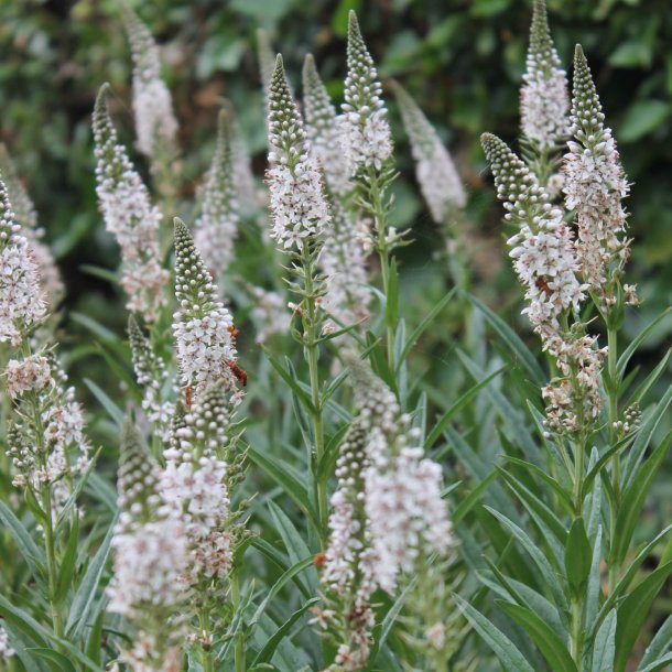 Fredls, Slv-, <br>Pilebladet <br><i>Lysimachia ephemerum</i>