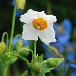 Valmuesster, Tibets - <br>'Alba'<br><i>Meconopsis betonicifolia var. alba</i>