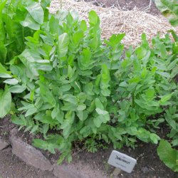 Sukkerrod <br><i>Sium sisarum</i><br><br>