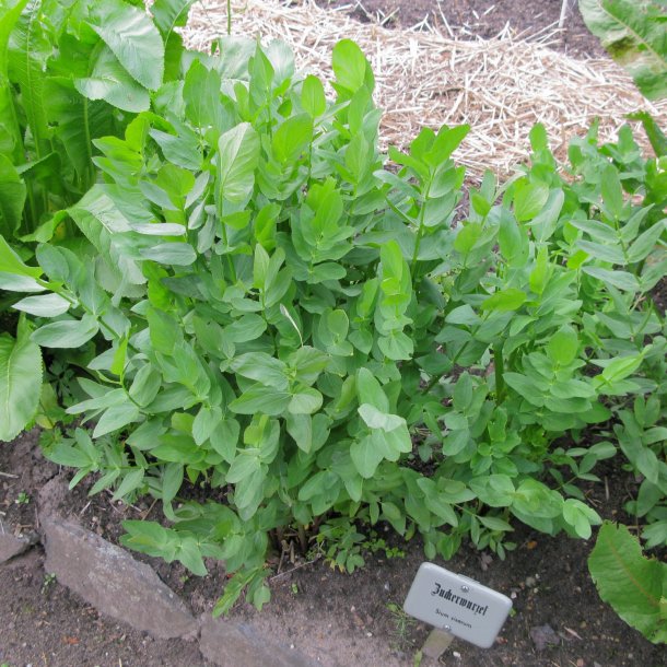 Sukkerrod <br><i>Sium sisarum</i><br><br>