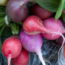 Radise <br>'Mix' <br><i>Raphanus sativus</i>