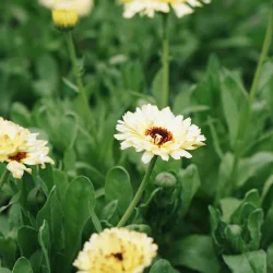 Morgenfrue <br>'Ivory Princess' <br><i>Calendula officinalis </i>