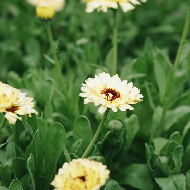 Morgenfrue <br>'Ivory Princess' <br><i>Calendula officinalis </i>