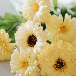 Morgenfrue <br>'Ivory Princess' <br><i>Calendula officinalis </i>