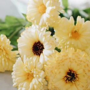 Morgenfrue <br>'Ivory Princess' <br><i>Calendula officinalis </i>