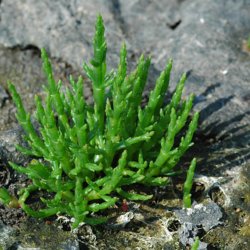 Kveller, <br>salturt<br><i>Salicornia europaea</i><br>