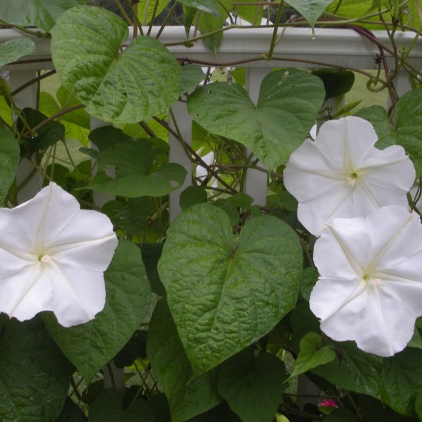 Mneblomst, <br>Bona nox <br><i>Ipomoea alba noctiflora</i>