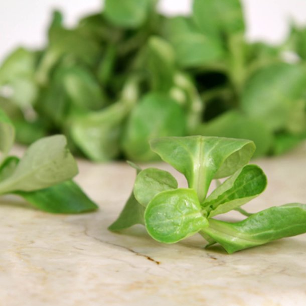 Feldsalat, <br>vrsalat <br><i> Valerianella locusta</i>