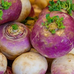 Majroe<br> 'Milan' <br><i>Brassica rapa subsp. rapa</i>