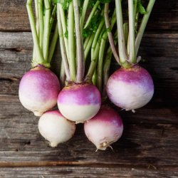 Majroe<br> 'Milan' <br><i>Brassica rapa subsp. rapa</i>