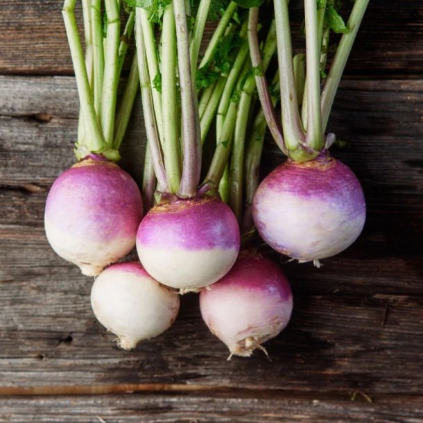 Majroe<br> 'Milan' <br><i>Brassica rapa subsp. rapa</i>