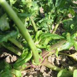 Majroe<br> 'Milan' <br><i>Brassica rapa subsp. rapa</i>