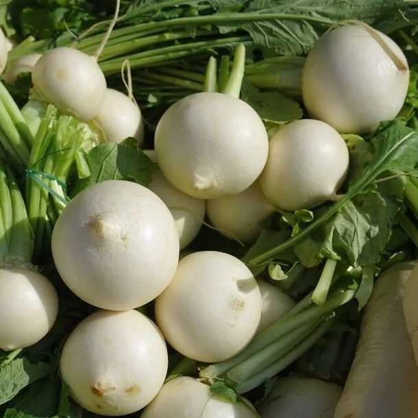 Majroe <br>'Snowball' <br><i>Brassica rapa subsp. rapa</i>